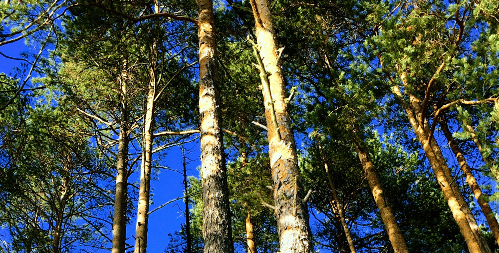 Samla kraft, sommarkurs Forsa folkhögskola 2021